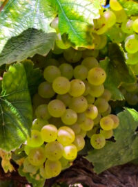 Chardonnay Grapes on the Vine