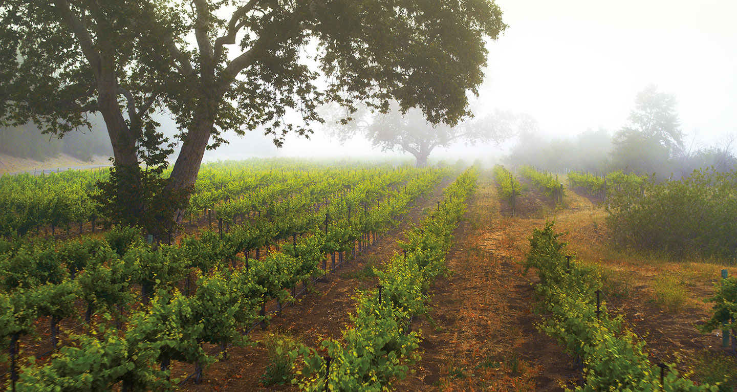 Graymore Wines Vineyard Edna Valley