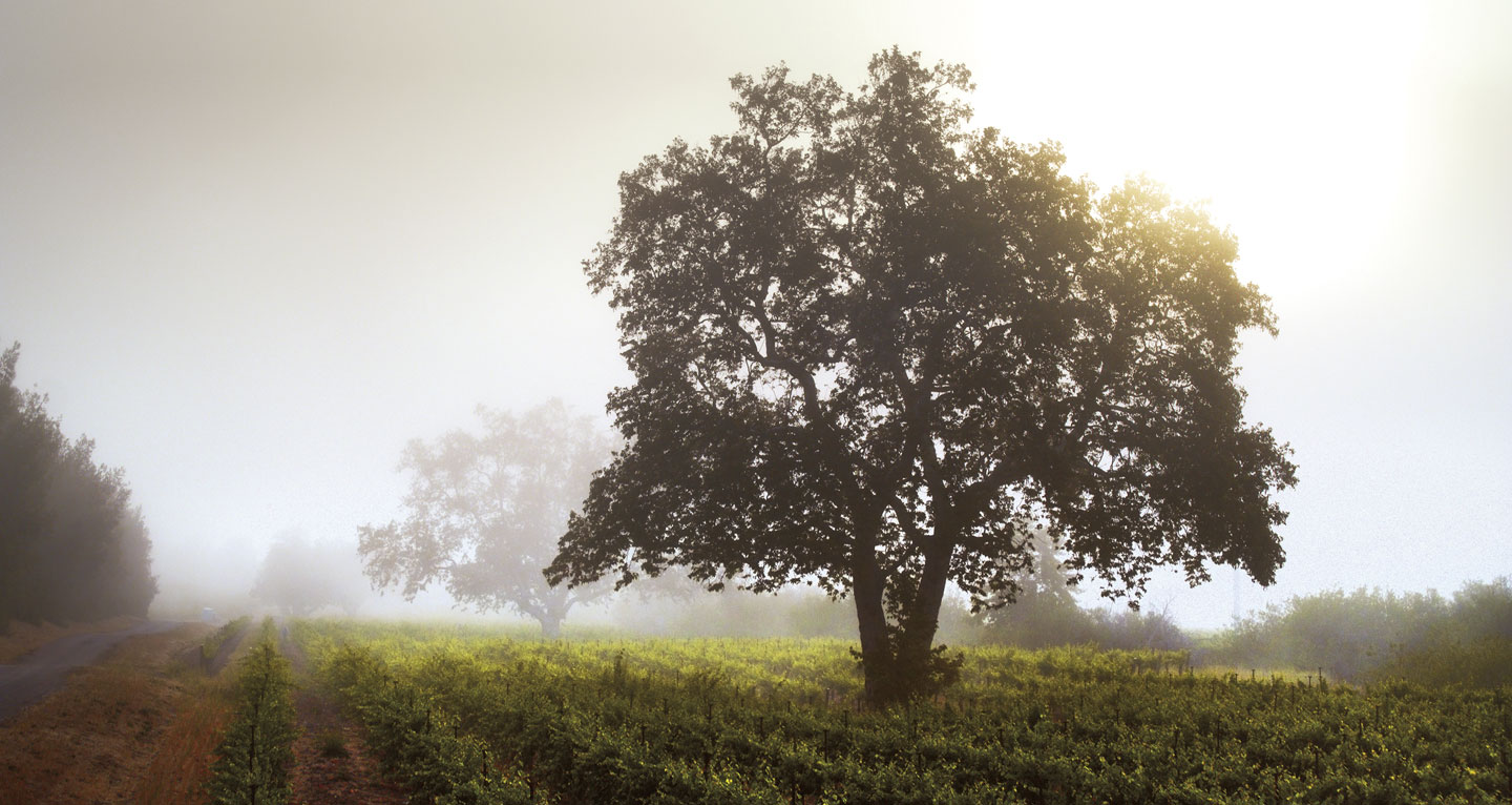 Graymore Vineyard Moretti Canyon